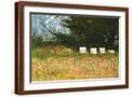 Brown Frame
