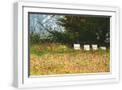 White Frame