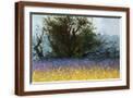 Brown Frame