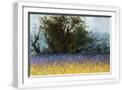 White Frame