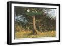Black Frame