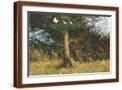 Brown Frame