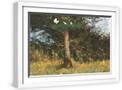 White Frame