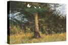 Stretched Canvas