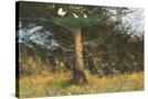 Stretched Canvas