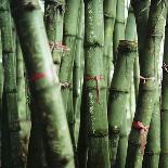 Bamboo Plants-Mika-Photographic Print