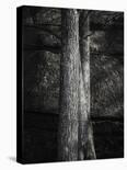 Tree Line Noir-Mikael Svensson-Stretched Canvas
