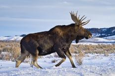 A Bull Moose Walks in a Snow-Covered Antelope Flats in Grand Teton National Park, Wyoming-Mike Cavaroc-Photographic Print
