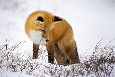 A Red Fox Stares at Snow as it Listens for a Potential Meal in Churchill, Manitoba, Canada