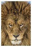 Serious Lion-Mike Centioli-Framed Giclee Print