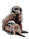 New Baby Meerkats on White, 2020, (Pen and Ink)-Mike Davis-Giclee Print