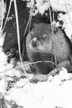 Peanut the Groundhog Looking out of Burrow-Mike Feldman-Photographic Print