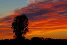 Canada, Manitoba, Portage La Prairie. Tree and clouds at sunrise.-Mike Grandmaison-Photographic Print