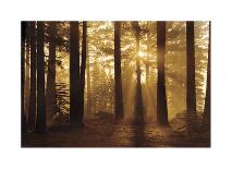 Evergreen Plantation-Mike Jones-Stretched Canvas