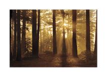 Enchanted Oaks-Mike Jones-Art Print