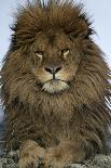 Barbary Lion (Panthera leo leo) adult male, close-up of head-Mike Lane-Photographic Print