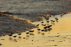 Sanderling (Calidris alba) flock, foraging at tideline, silhouetted at sunset, New York-Mike Lane-Photographic Print