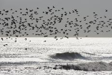 Sanderling (Calidris alba) flock, foraging at tideline, silhouetted at sunset, New York-Mike Lane-Photographic Print