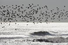 Sanderling (Calidris alba) flock, in flight, silhouetted over sea, New York-Mike Lane-Stretched Canvas