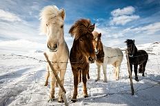 Icelandic Hair Style-Mike Leske-Premium Photographic Print