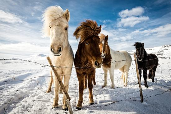 Premium Photographic Print, , large