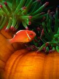 Clown Fish & Anemone, Truk Lagoon-Mike Mesgleski-Stretched Canvas