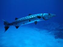 Giant Barracuda, FL-Mike Mesgleski-Framed Stretched Canvas