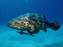 Giant Barracuda, FL-Mike Mesgleski-Premium Photographic Print