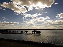 Lesser Flamingo (Phoenicopterus minor) flock, silhouetted in lake at sunrise, Great Rift Valley-Mike Powles-Photographic Print