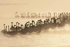 Lesser Flamingo (Phoenicopterus minor) flock, silhouetted in lake at sunrise, Great Rift Valley-Mike Powles-Photographic Print