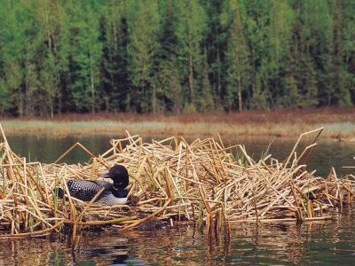 Loon on Nest in Water