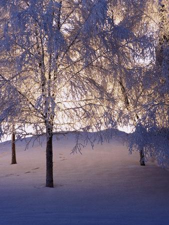 Snowy Light Trees, Anchorage, Alaska