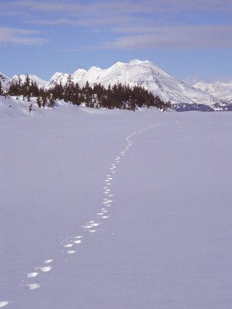 Wolf Tracks and Mountain Range, Alaska