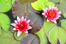 Water Lilies.-MikeBraune-Photographic Print