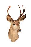 A Genuine Stuffed AKA Taxidermy Dear Head with Beautiful Antlers Isolated on White with Room for Yo-mikeledray-Photographic Print