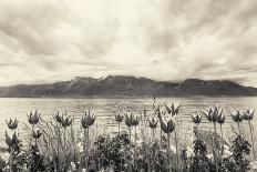 Flowers and Trees near Lake, Montreux. Switzerland-MikeNG-Photographic Print