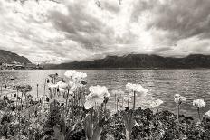 Flowers near Lake, Montreux. Switzerland-MikeNG-Photographic Print