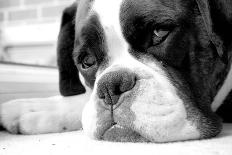 Sad Boxer Dog-miketea88-Framed Stretched Canvas