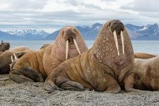 The Walrus is a Marine Mammal, the Only Modern Species of the Walrus Family, Traditionally Attribut-Mikhail Cheremkin-Mounted Photographic Print