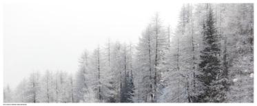 Winter Pines-Mikhaylov-Framed Art Print
