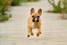 Young Puppy of Brown Labrador Retriever Dog Photographed Outdoors on Grass in Garden.-Mikkel Bigandt-Photographic Print