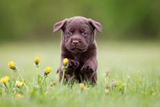 Young Puppy of Brown Labrador Retriever Dog Photographed Outdoors on Grass in Garden.-Mikkel Bigandt-Mounted Photographic Print