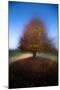 Wood Mount