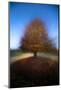 Wood Mount