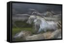 Canvas Black
