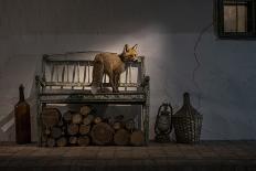 Red fox vixen looking in through window of cottage, Hungary-Milan Radisics-Photographic Print