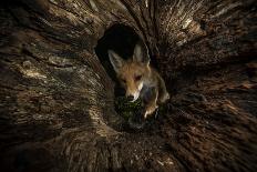 Female Red fox foraging inside a rotting tree trunk, Hungary-Milan Radisics-Photographic Print
