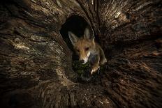 Red fox vixen standing in fork of tree on snowy night, Hungary-Milan Radisics-Photographic Print