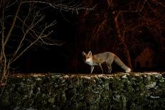 Female Red fox walking along tree trunk in heavy fog at night-Milan Radisics-Photographic Print