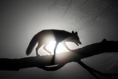 Red fox vixen standing in fork of tree on snowy night, Hungary-Milan Radisics-Photographic Print